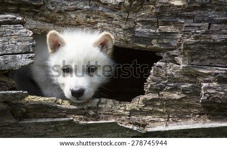 Close up image of a white, gray wolf pup, climbing out of hollowed log, looking at the camera.