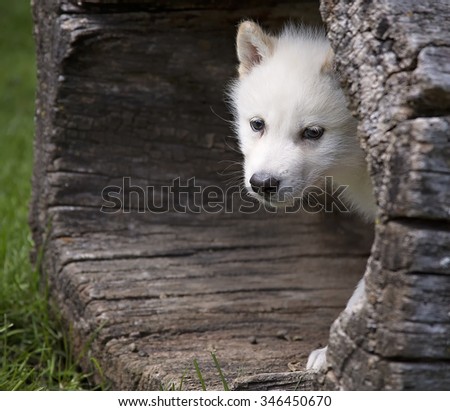 Young white, grey wolf, or timber wolf pup standing inside a hollowed log. Visible noise at 100%