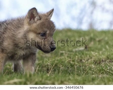 Close up, head and shoulder image of a young grey wolf, or timber wolf pup standing on a hillside