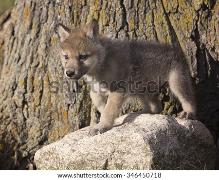 Young grey wolf, or timber wolf pup standing on a rock
