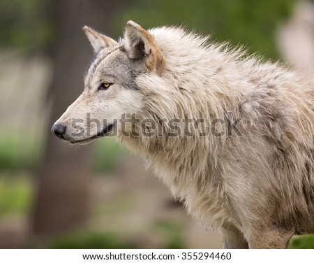 head and shoulder image of a timber wolf or grey wolf.  Shallow depth of field.