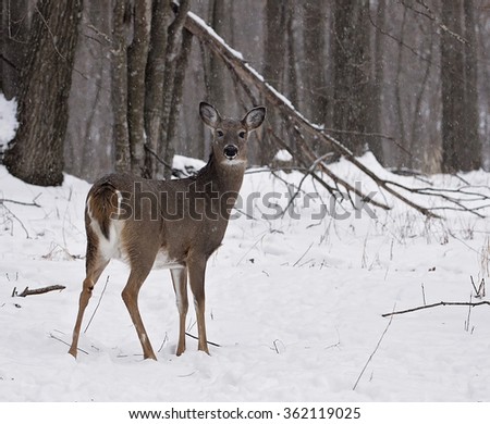 Whitetail doe deer stands alert in the forest.  Winter in Wisconsin.