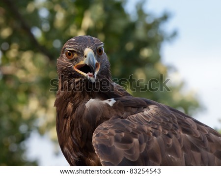 Close up view of Golden Eagle staring at camera