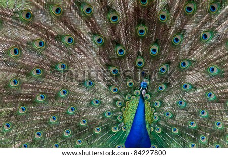 Male Peacock with tail feathers fanned