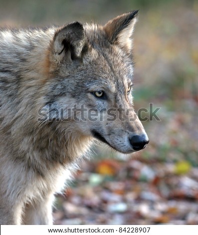 Young wolf with focus on the animals face