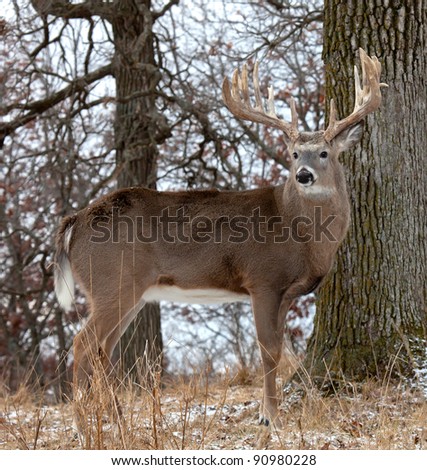 Profile of white-tail deer.