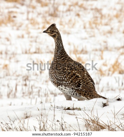 Alert ruffed grouse in an open field.  Winter in Minnesota.