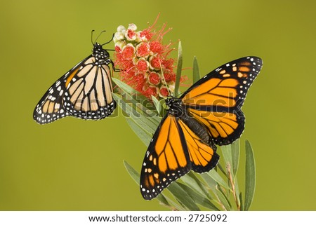 Twin monarchs on red flower
