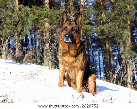 The german shepherd is sitting on the snow.