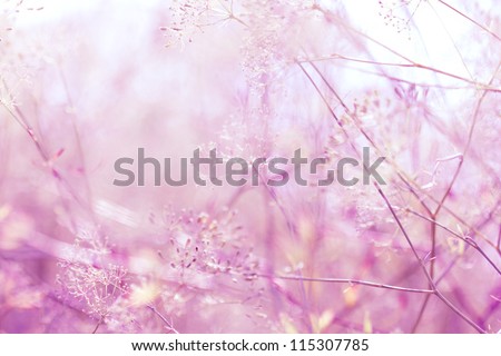 Wildflowers background