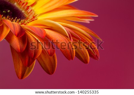 A part of beautiful flower of gerber daisy