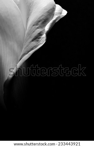 Beautiful part of calla lily on black background. Monochrome image