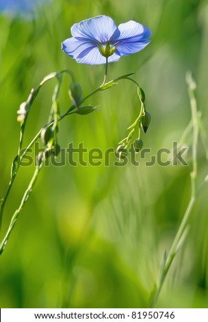 Beautiful blue flower with buds on green background, Beautiful nature background
