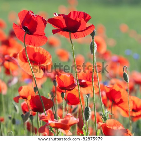 Flowers of poppy with selective focus. Colors of june, poppy field against sunlight. Beautiful nature background.