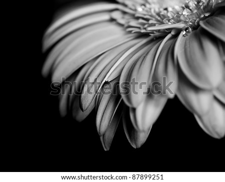 Petals of a beautiful flower on a black background in black and white