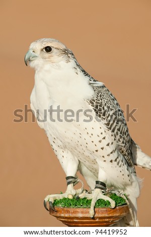 Portrait of a falcon or bird of prey in desert