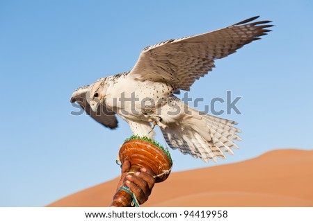 Falcon on a leash in desert