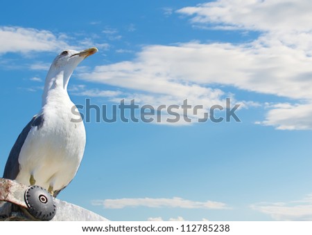 seagull seen from below under a cloudy sky