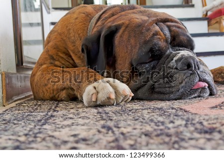 sleeping dog on a carpet with tongue outside