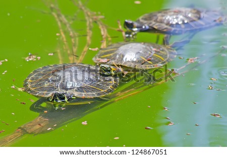 three turtles on a wooden branch