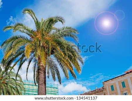 palm seen from below under a blue sky in Sassari