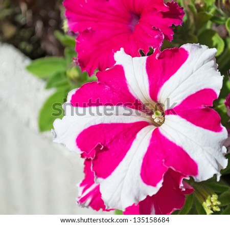 pink and white flowers on a sunny day