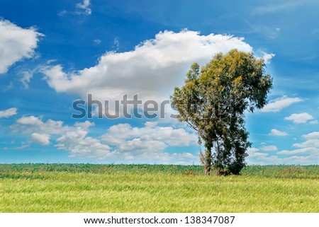 tree alone in a green field
