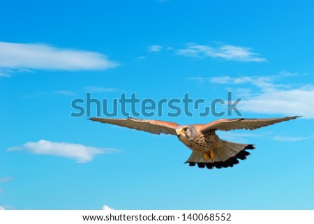 hawk flying on a clear day