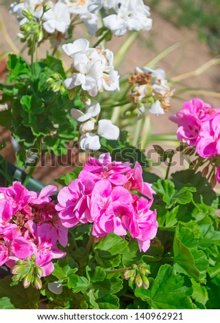 pink and white geraniums