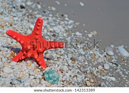 red starfish and green shell by the shoreline