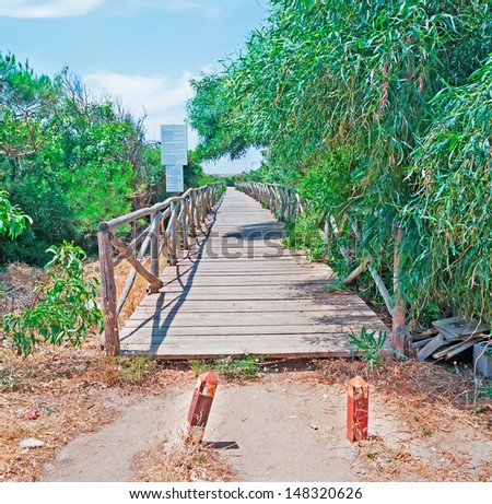 wooden path in the wood