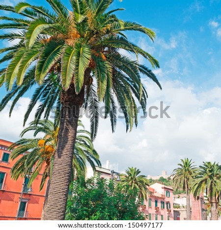 palm tree in Bosa main square