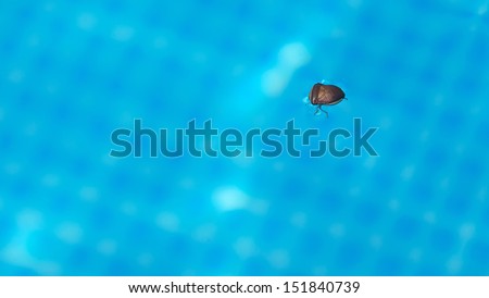 macro view of a bed bug in a pool
