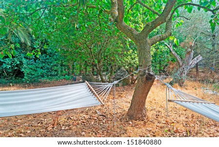 two white hammocks in a tropical garden