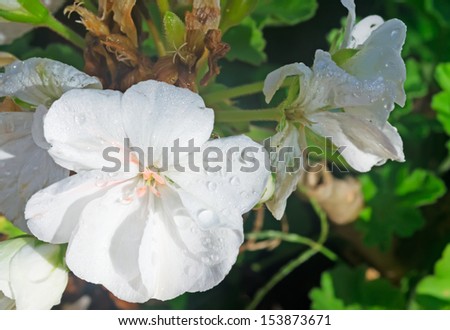 wet white geranium close up