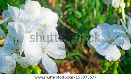 close up of white geraniums with water drop