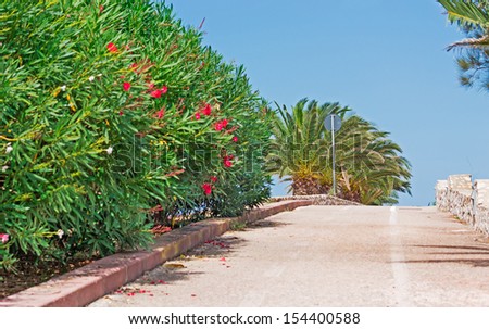 palm trees and oleanders along a cycle lane