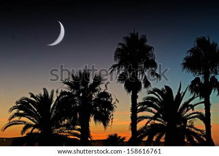 palm trees under the moon