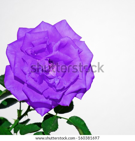 Closeup Of A Purple Rose On Closeup Of A Purple Ro...