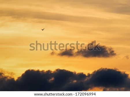 bird flying in a cloudy sunset