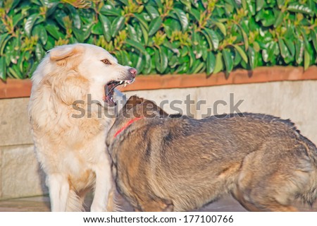 angry dog growling at another dog
