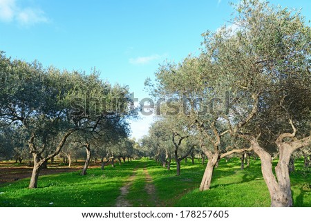 olive trees in Sardinia, italy