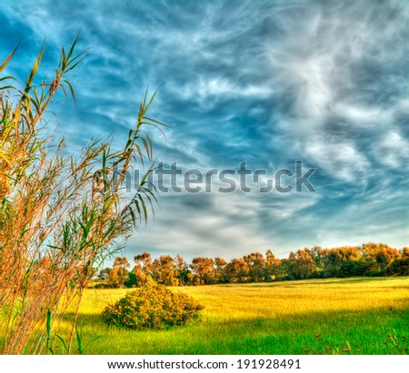 reeds in a green field at sunset