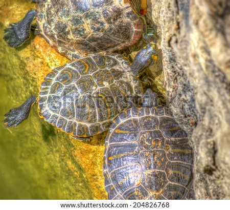 three turtles in a pond in hdr