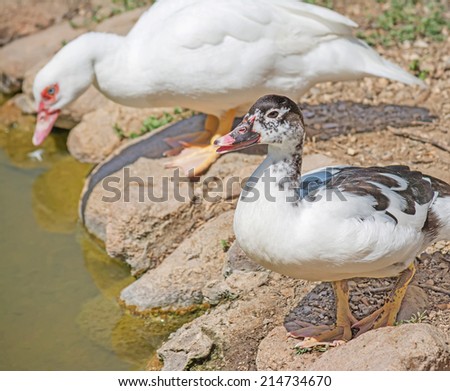 young muscovy duck by the pond