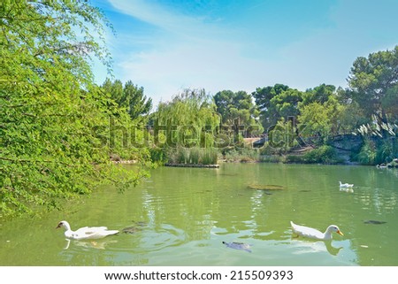 white ducks and turtles in a green pond
