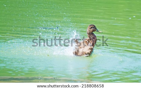 brown duck shaking the wings in a green pond