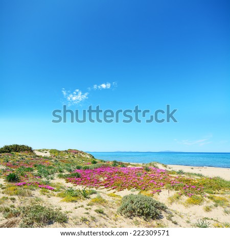 pink flowers in Platamona beach, Sardinia