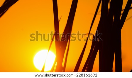 Palm branch silhouette at sunset. Shot in Alghero harbor, Sardinia