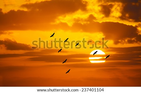 v shaped formation flying in an orange sky with a shining sun at sunset